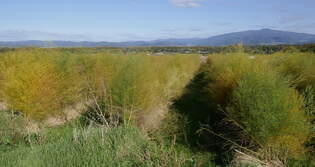 Spargelfeld im Herbst, am Marchhgel im Breisgau, Okt.2025