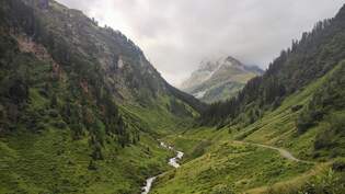 Zwischen dem Verwallsee und der Konstanzer Htte im Verwallgebirge (sterreich) entstand dieses Bild auf einem Weg im niedrigerem Hhenbereich am 24.07.2025.