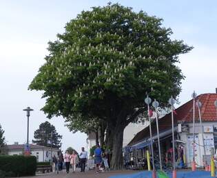 Ein schner Kastanienbaum am 21.05.2023 in Laboe in der Kieler Bucht.