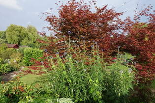 Hamburg am 11.7.2025: Disteln in einem Schrebergarten / 
