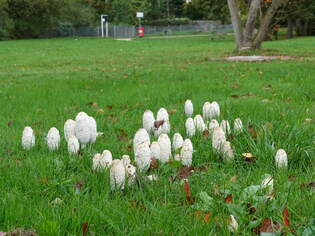Hamburg am 15.10.2025: Pilze auf einer Parkwiese, kann es ein Schopftintling sein? /