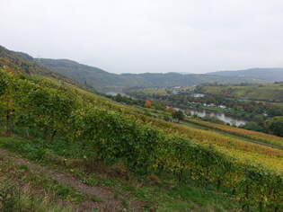 Moseltal bei Reil, Lkr.