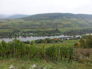 Weinberge im Moseltal bei Reil, Lkr.