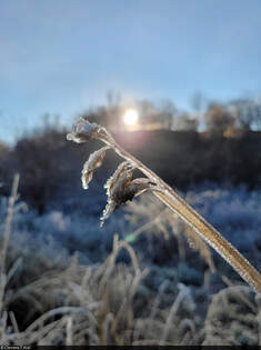 Sonnig, aber kalt: mit Reif berzogener Halm am Ortsrand von Hohenthurm.