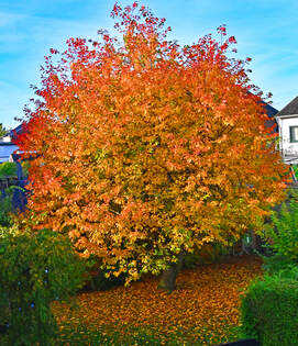 Kirschbaum im Herbstkleid - 10.11.2025