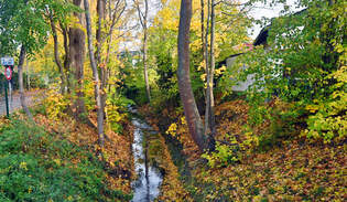 Der Grbbach in Rheinbach im Herbst - 15.11.2025