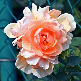 Rosenblte durch den Maschendrahtzaun - 22.09.2025