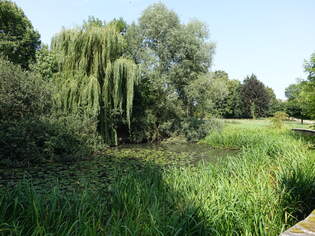 Kleiner Seerosenteich in Hohenlangenbeck (14.08.2025)