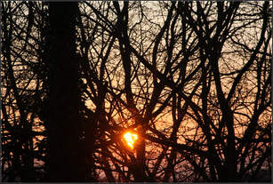 Sonnenuntergang -    Ein Gewirr aus Ästen und Zweigen vor der untergehenden Sonne.