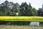 Rapsfeld bei Rm Kirkeby auf der dnischen Wattenmeerinsel Rm (deutsch Rm).