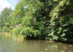 Uferbewuchs im Spreewald an der Spree am 19.