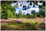 Die Hexenheide, nahe dem Wanderweg vom Forstgut Einem zum Wilseder Berg, liegt etwas abseits im Naturschutzgebiet Lneburger Heide.