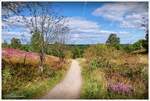 Wilseder Berg, der Wanderweg nach Undeloh.