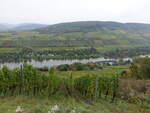 Weinberge im Moseltal bei Reil, Lkr.