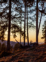 Abendliche Kiefern und Berge / Wolowetz, Ukraine / 21.03.2025
