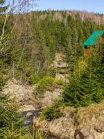 Nadelwlder und Bach / Wolowetz, Ukraine / 07.02.2025
