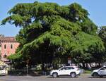 Dieser schne groe Baum dient als Schattenspender an der Plazza de Bra in Verona.