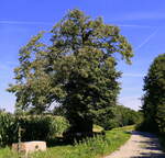 Winterlinde, der Baum in der Rheinebene ndlich des Kaiserstuhls wurde 1881 gepflanzt, Aug.2025