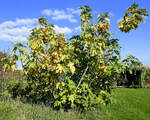 Feigenbaum im Herbstkleid, am Marchhgel im Breisgau, Okt.2025