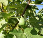 die Frucht des Feigenbaumes im unreifen Zustand, Okt.2025
