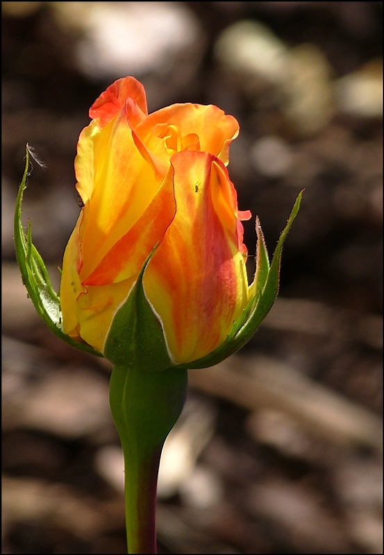 . Das Gegenlicht bringt es es an den Tag: Einige Blattluse haben berlebt. 10.07.2013 (Jeanny)