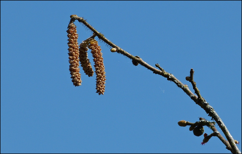 . Endlich Frhling. 07.04.2013 (Jeanny)