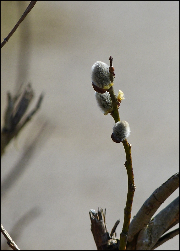 . Endlich Frhling. 07.04.2013 (Jeanny)