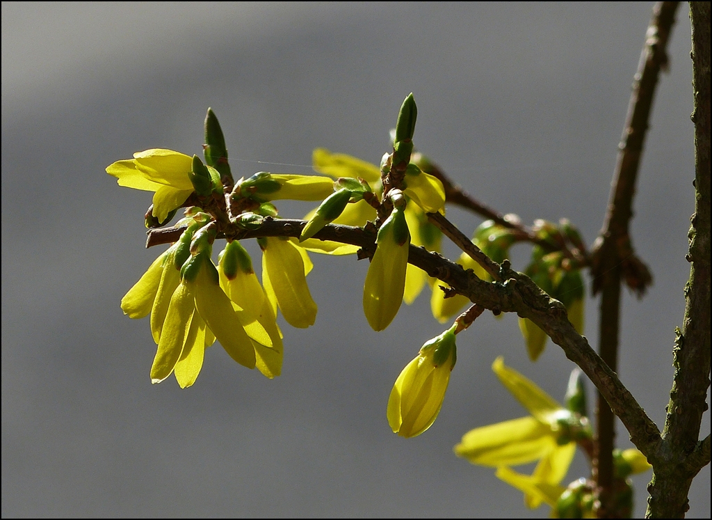 . Frhling 2013 - Forsythien im Abendlicht. 22.03.2013 (Jeanny)