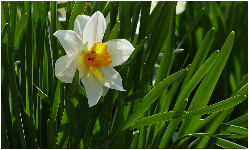 . Frhling 2013 - Narzisse am Morgen des 24.04.2013. (Jeanny)