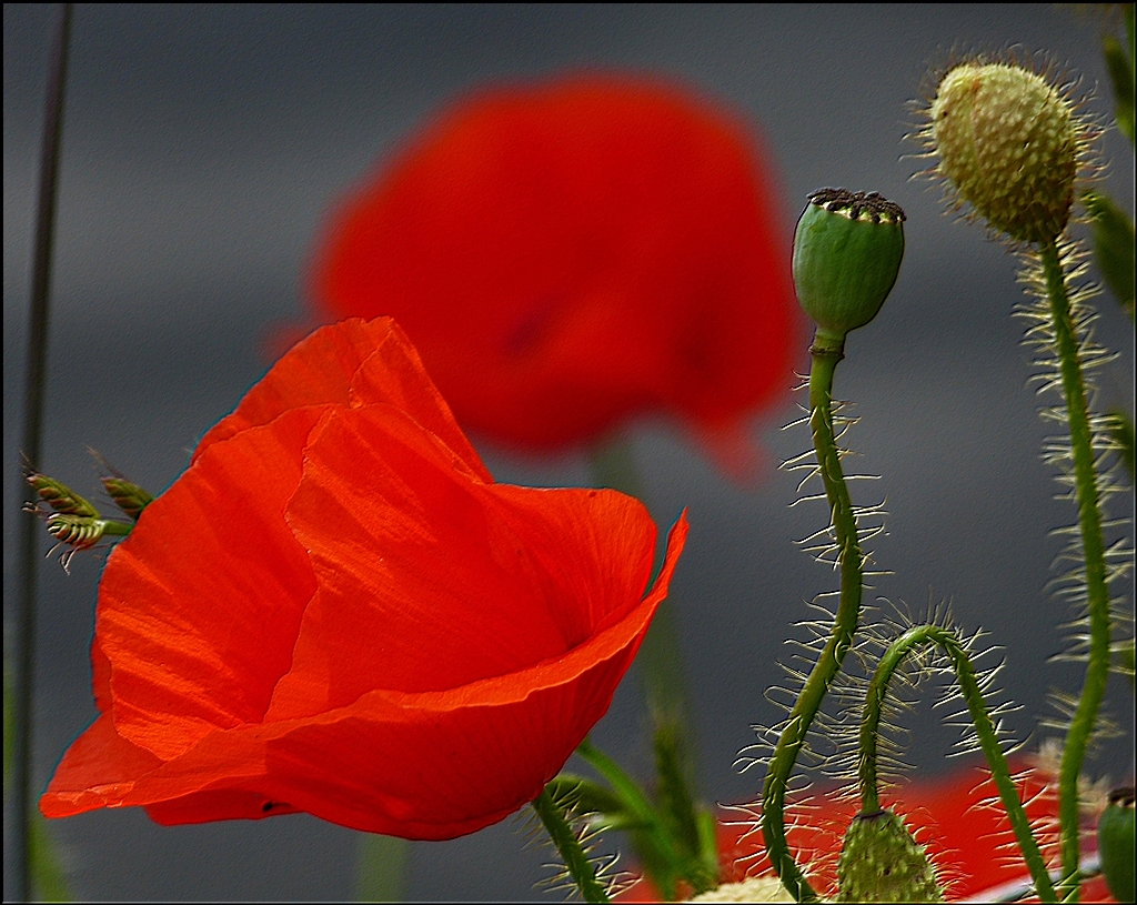 . Leuchtend rot wiegt sich der Klatschmohn im Sommerwind. 01.07.2013 (Jeanny)