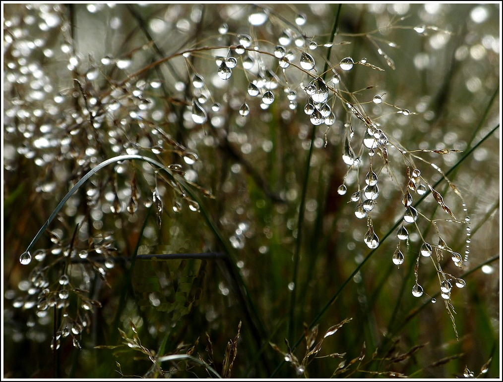 - November - Der Rauhreif ist in der Sonne geschmolzen und an den Grsern hngen nun tausende von Wassertropfen. 15.11.2011 (Jeanny)