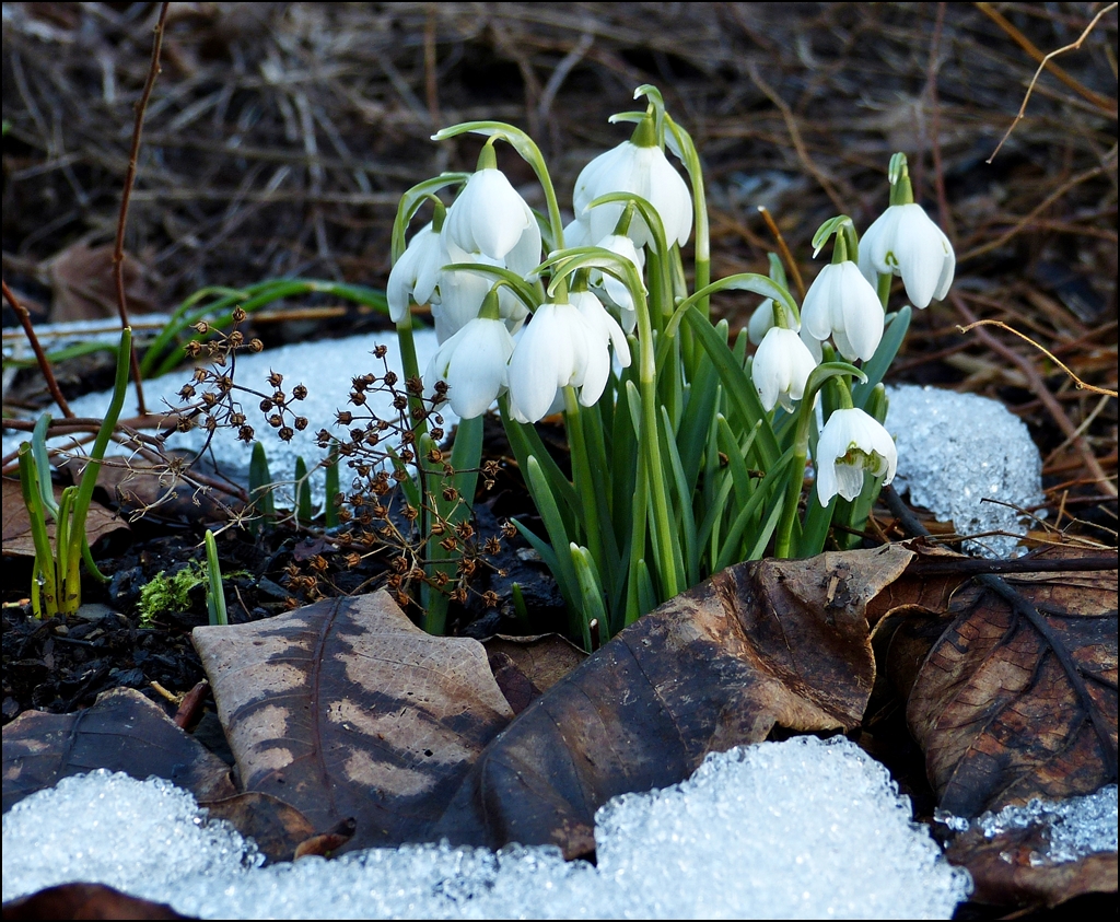 . Sie luten den Frhling ein. 03.03.2013 (Jeanny)