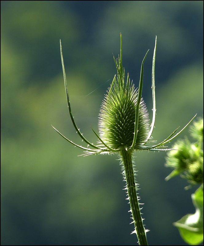 . Wilde Karde ganz zahm. 16.07.2013 (Jeanny)