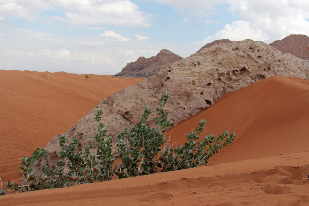 04.12.2012: Fossile Felsen in der Wste des Emirats Fujairah