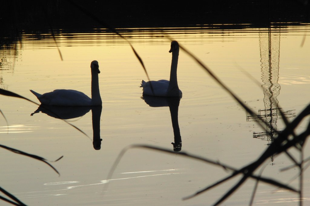 2 Schwne auf dem Rentweinsdorfer See