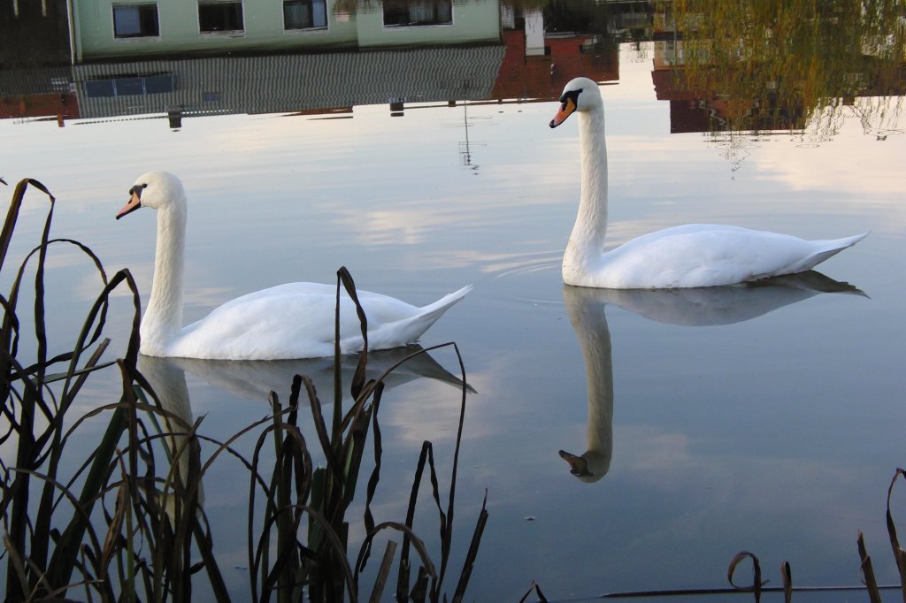 2 Schwne im November spiegeln sich auf dem Rentweinsdorfer See