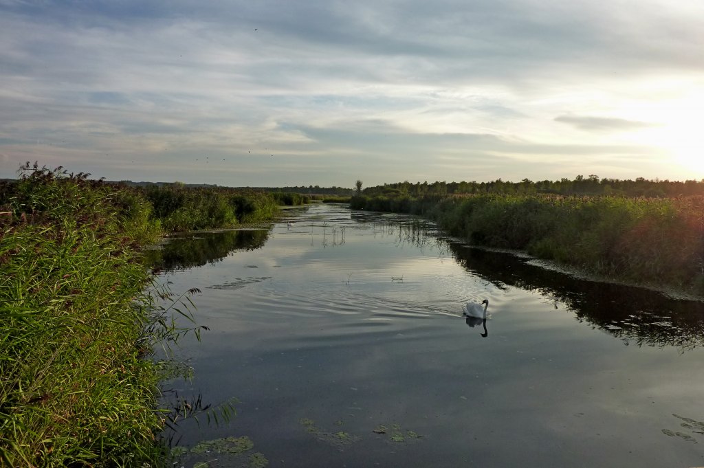 Abendstimmung am Federseekanal, Aug.2012