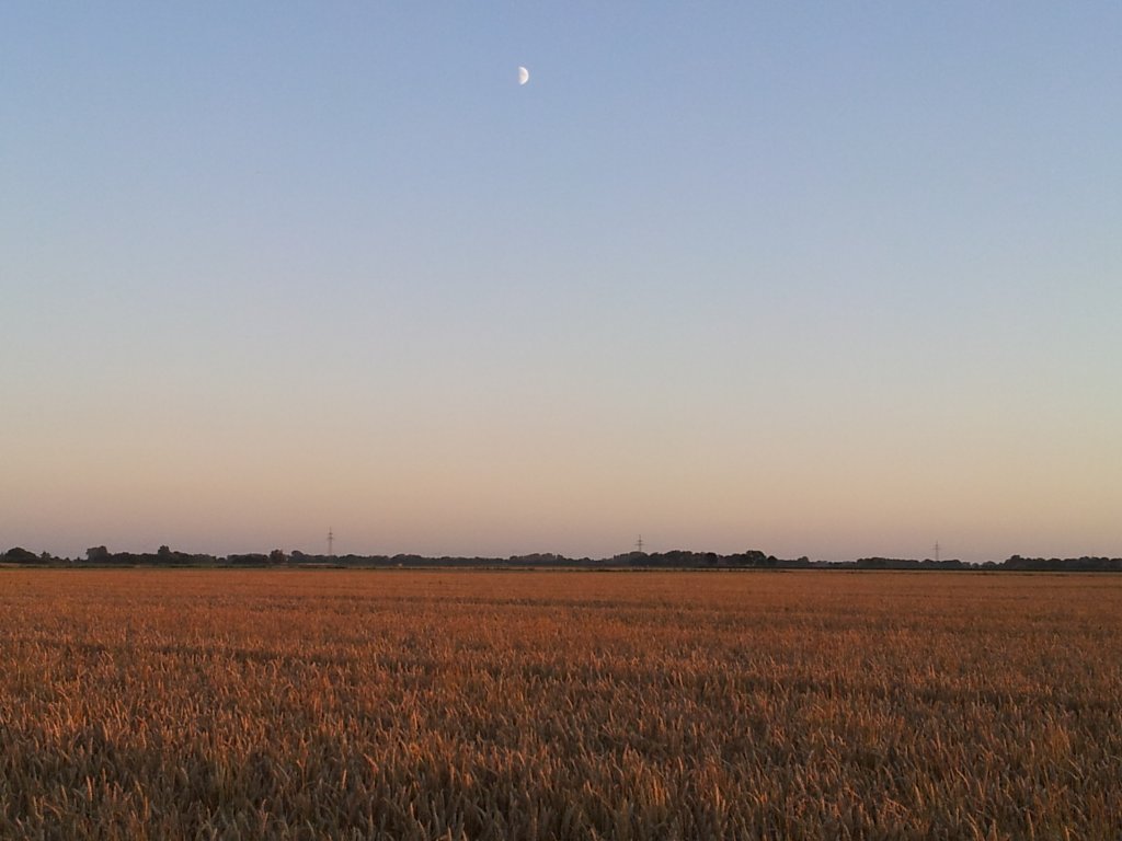 Abendstimmung auf einem Feld in Sassnitz am 19.07.2012