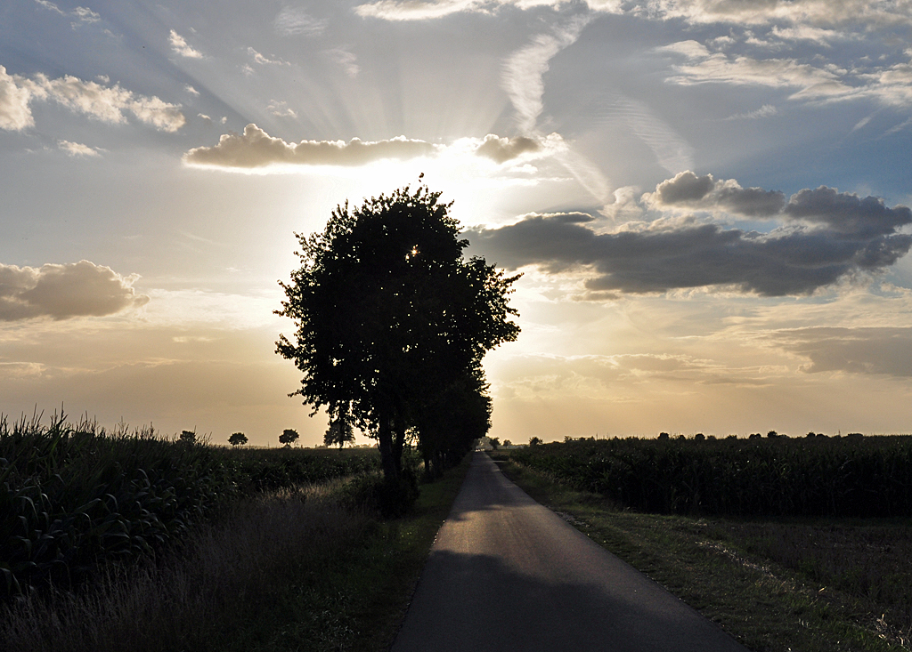 Abendstimmung im Gegenlicht auf einem Feldweg bei Euskirchen - 16.08.2012