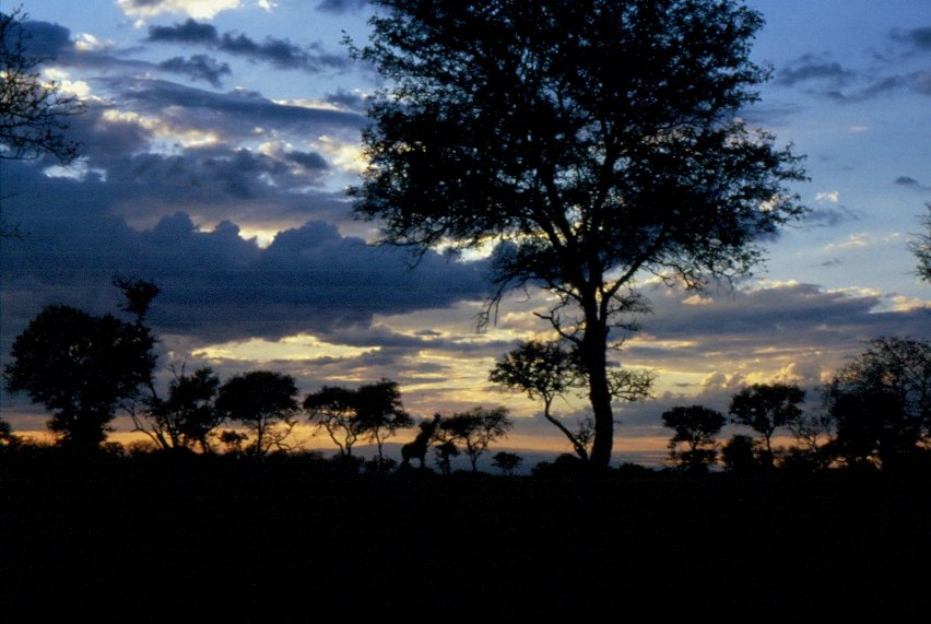 Abendstimmung im Sabi Sabi Private Game Reserve in Sdafrika im Mai 1990