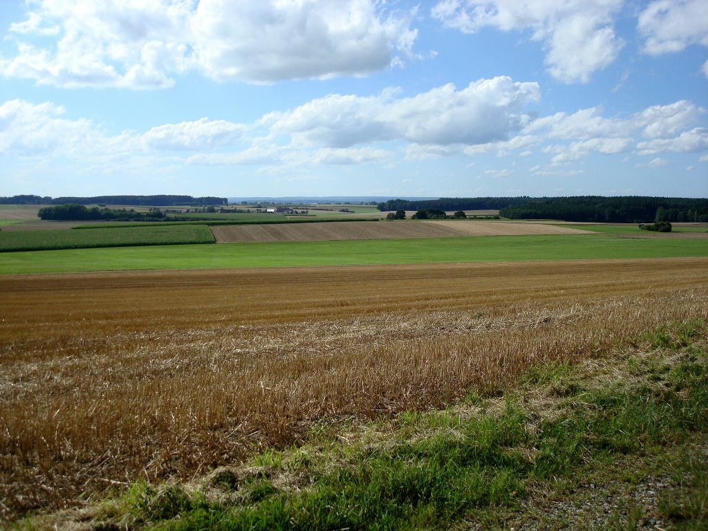 abgeerntete Kornfelder in Oberschwaben bei Bad Buchau, Aug.2008