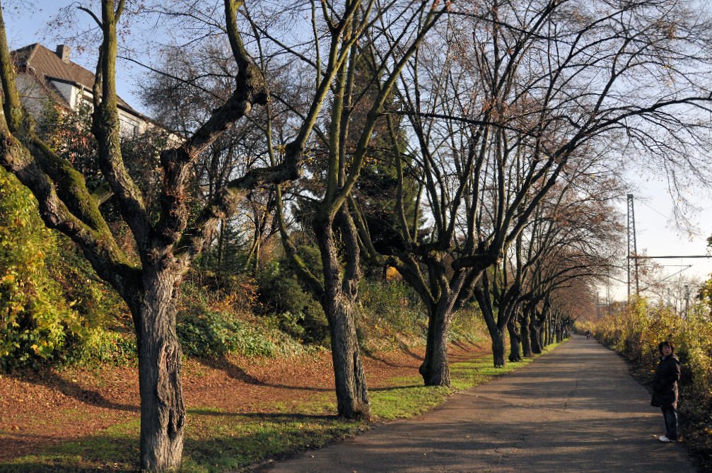 Abgelaubte  Krppelbaum-Allee  in Bonn-Oberkassel - 20.11.2009