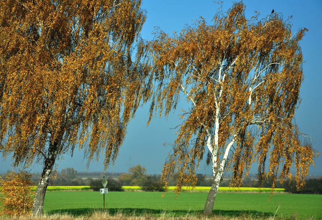 uerst windschiefe Birken mit Herbstlaub bei Meckenheim - 08.11.2011