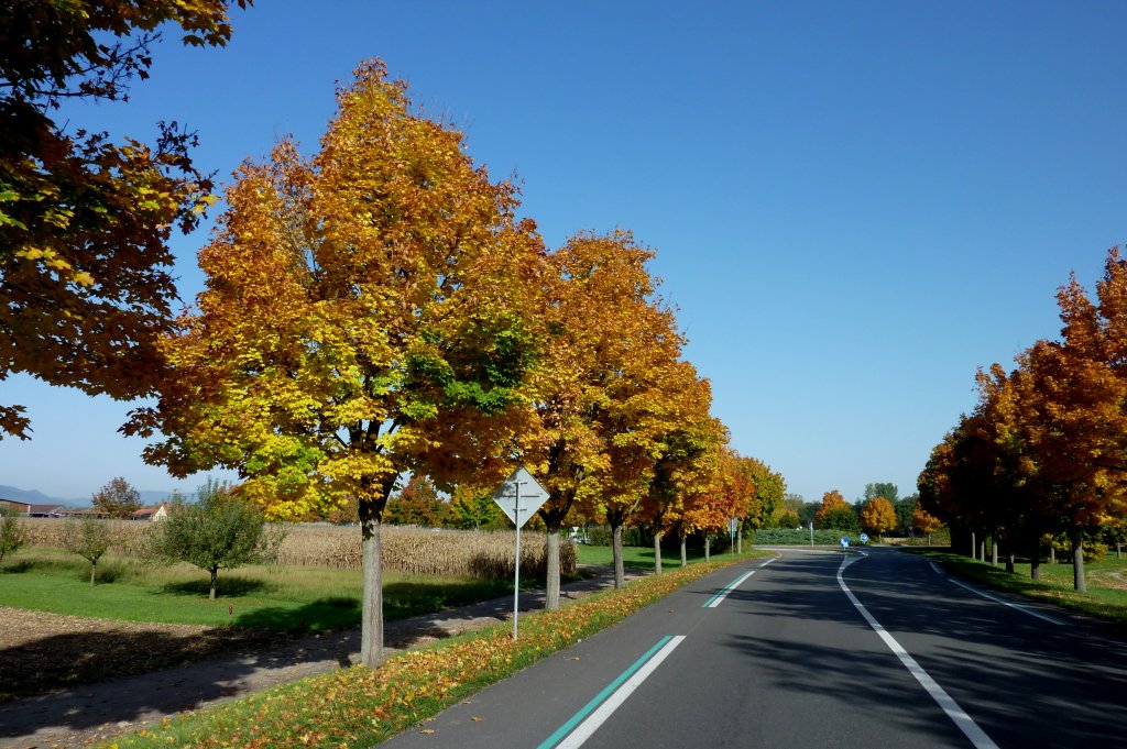 Ahornallee in schnster Herbstfrbung, gesehen in der Rheinebene, Okt.2012