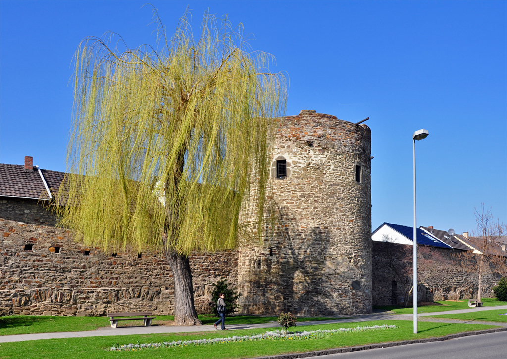 Akkurat geschnittene Weide vor der Staudtmauer in Ahrweiler - 15.03.2012