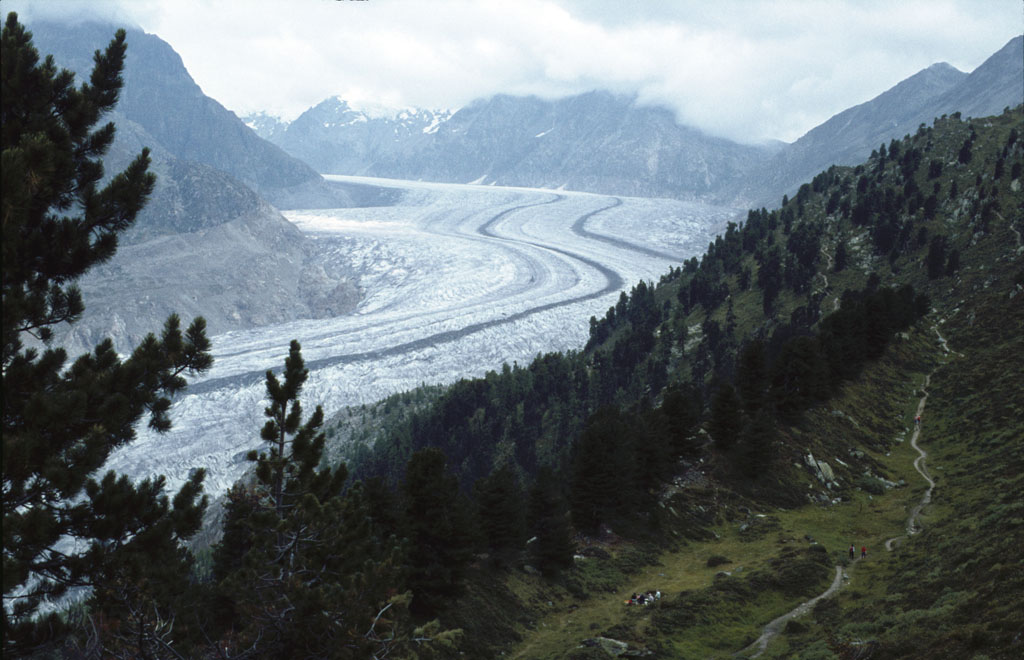 Aletschgletscher, aufgenommen aus dem Aletschwald im Sommer 1981