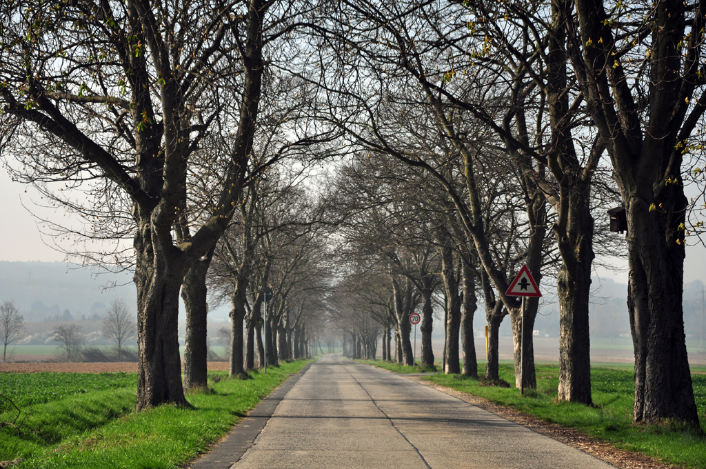 Allee im Frhlingsanfang mit leichtem Dunst bei Euskirchen - 28.03.2012