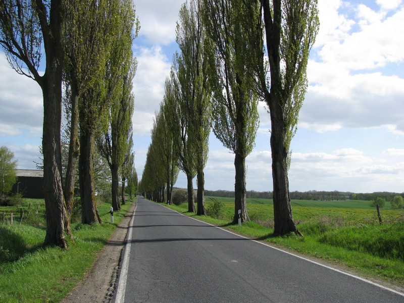 Allee (L 012) sdlich von Gressow (NWM) [Mai 2010]