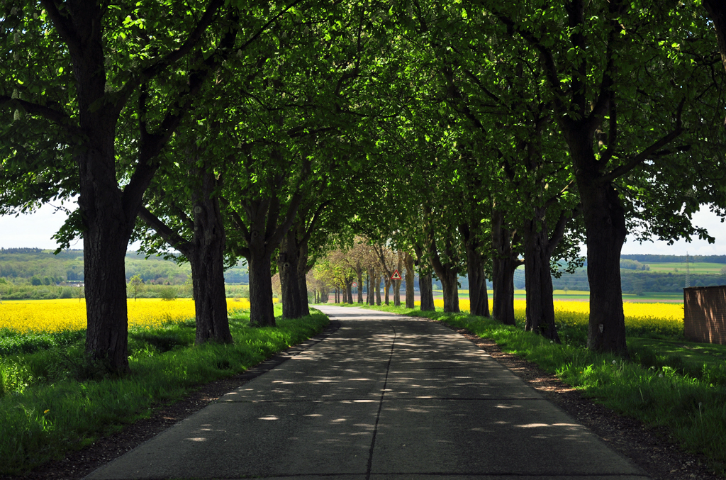 Allee und Rapsfelder bei Euskirchen - 04.05.2012