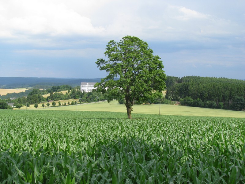 alleinstehender Baum an der Strae L 1095 bei Neundorf (SOK), 06.07.2008